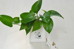 綠蘿換盆視頻：現(xiàn)在給綠蘿換個(gè)盆，半年后爬滿墻！