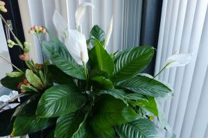 水培視頻：養(yǎng)花你還用土？水培就可以！