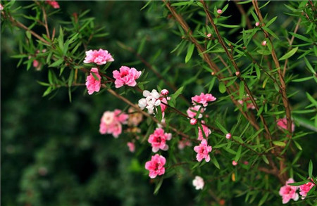 松紅梅開花圖片欣賞