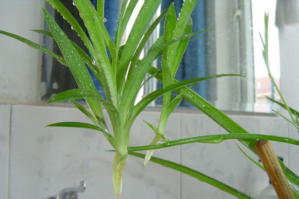 不用扦插播種，這6種花自己就那個(gè)擠爆盆