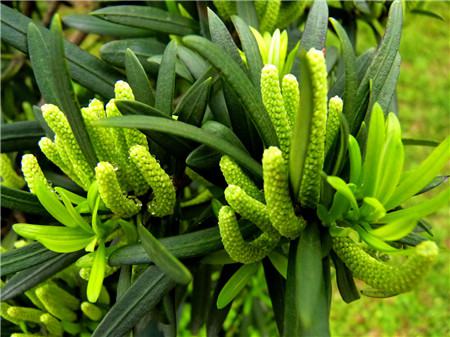 羅漢松開花圖片欣賞