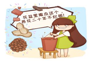 花爛根必死，撒點(diǎn)這個(gè)，卻能活20年！