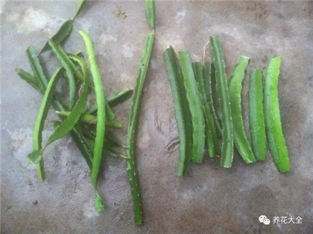 第1步：買枝條
