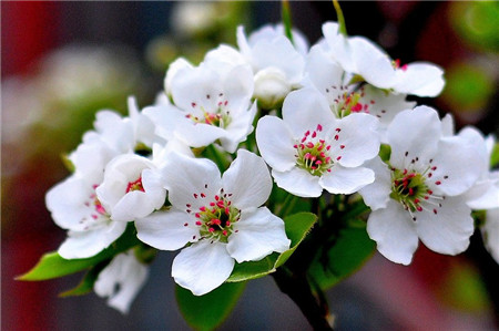 梨樹的花期前養(yǎng)護(hù)