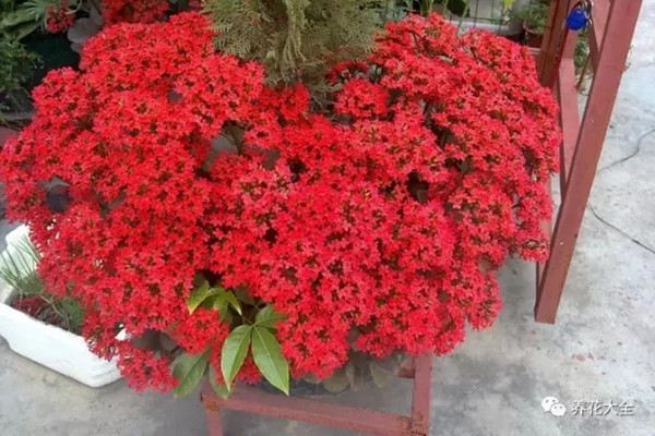 長(zhǎng)壽花開(kāi)到爆，連葉子都看不見(jiàn)，怎么做到的