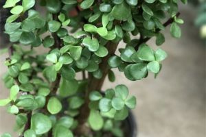 這些多肉植物都能種成窗簾，神奇啊