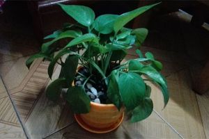 種花時，在土里摻點這東西，保你的花根茁葉綠
