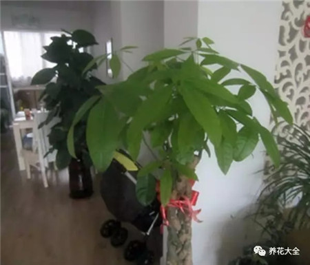 發(fā)財(cái)樹枝繁葉茂