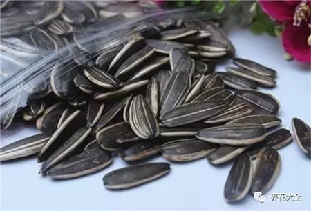 搜集堅果