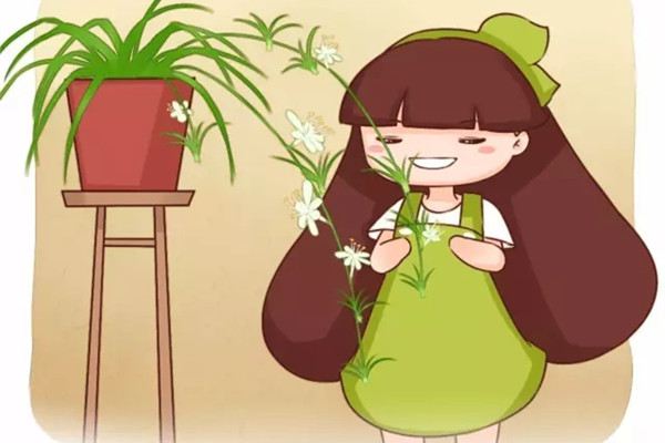 他養(yǎng)的吊蘭文竹虎皮蘭…年年開花，咋做到的