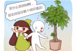 發(fā)財樹幸福樹……那么貴別買了，剪根枝就能活