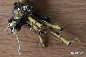 梔子花、吊蘭老爛根，學(xué)會(huì)修剪，妥妥的