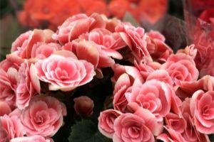 快死的麗格海棠、蟹爪蘭、茶花……趕緊這樣救