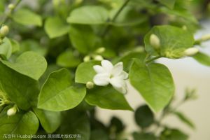 月季和茉莉，學(xué)會(huì)修剪才能長(zhǎng)得更好
