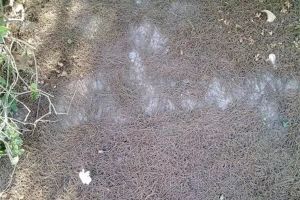 這種土養(yǎng)啥花都旺，到處都是，就你不知道