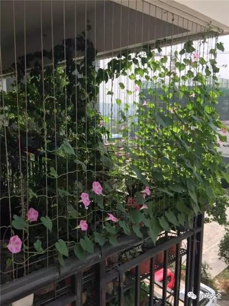 牽牛花窗簾的制作與欣賞