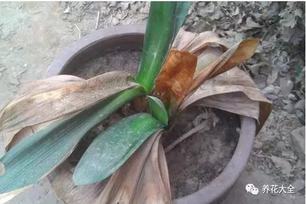 家里養(yǎng)的君子蘭快死了，這樣就能救