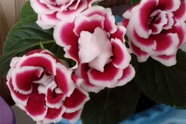 想成為養(yǎng)花高手，不學(xué)點絕技怎么行