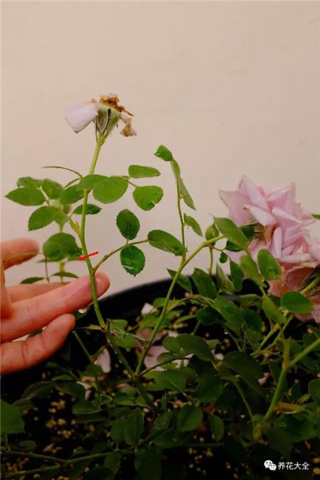 進行修剪