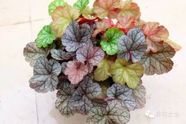 葉片扦插，不只是多肉，礬根也可以