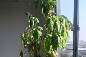 快死的發(fā)財樹別扔，1分鐘讓它起死回生
