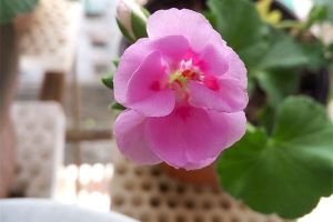 盆里扔點(diǎn)這3種過期藥片，花兒想發(fā)黃、生病都難