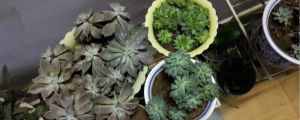 蚧殼蟲是什么，會爬到人身上嗎