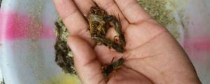螻蛄吃什么，對植物有害嗎