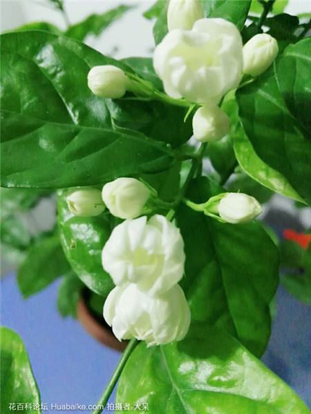 茉莉不長(zhǎng)咋辦