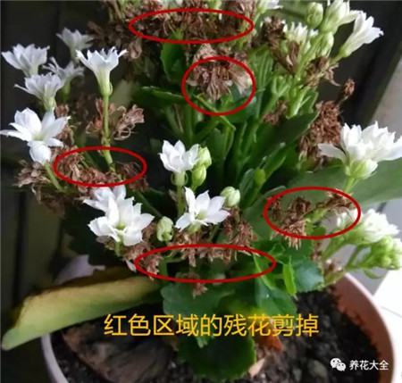 及時(shí)修剪殘花