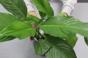土培轉(zhuǎn)水培水培：養(yǎng)花不用土，一杯水就可以