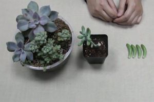 多肉葉插視頻：學(xué)會(huì)這種方法，100%成功