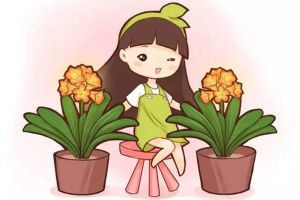 花謝后的君子蘭這樣做，不然再也開不了花