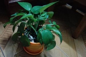 綠蘿5種扦插法，會(huì)1種就能爬滿墻