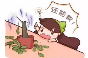 家里的花莫名萎蔫？不怕?。闭薪棠憬鉀Q