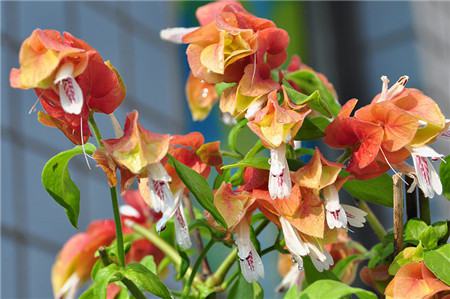 蝦衣花的春秋養(yǎng)護