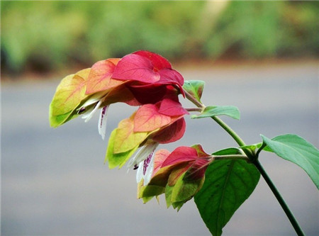 蝦衣花的冬季養(yǎng)護