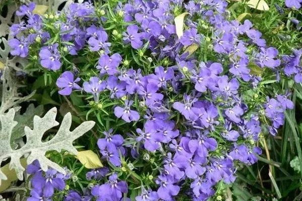 這些花卉很常見(jiàn)，快來(lái)看看它們的養(yǎng)殖方法