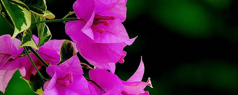 三角梅長(zhǎng)蚜蟲(chóng)怎處理