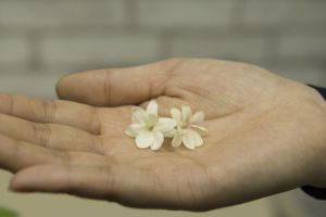 這些花不僅顏值高，而且還能幫你美容養(yǎng)顏