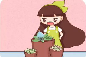 多肉爬滿蚧殼蟲？用這7種方法，3天就能一掃而光！