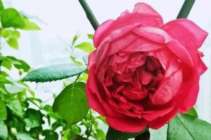 給花澆點洗頭水，蟲子一碰就喪命，花朵猛開剎不?。?></a><p class=