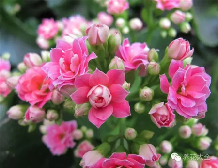 長(zhǎng)壽花
