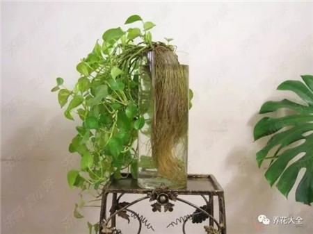 洗魚(yú)的水