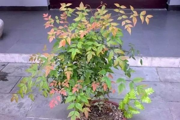 不會(huì)養(yǎng)花的人，那就養(yǎng)棵樹(shù)吧，1個(gè)月都不用管