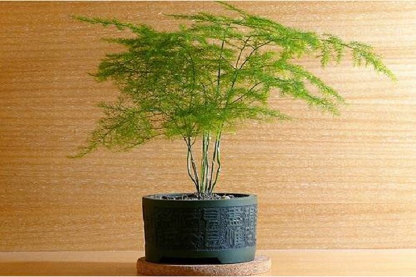 文竹的蟲(chóng)害防治