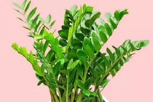 綠蘿發(fā)財樹...68種花養(yǎng)護大全，夠用一輩子