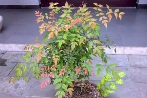 不會(huì)養(yǎng)花的人，那就養(yǎng)棵樹(shù)吧，1個(gè)月都不用管
