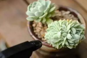 多肉遇蟲(chóng)不要慌，教你1招，蟲(chóng)子全部死光光！