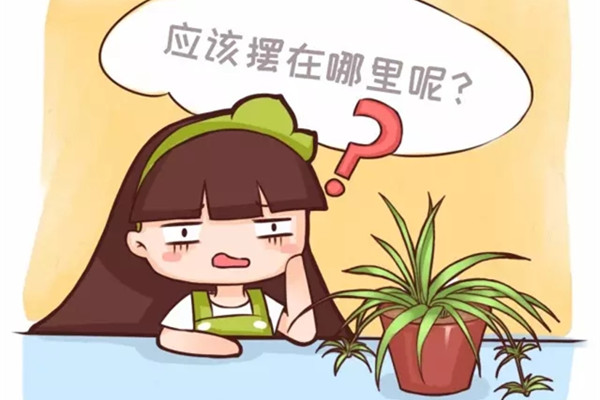養(yǎng)了幾十年花，位置沒放對，白瞎了
